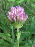 Trifolium pratense. Соцветие. Крым, Севастополь, окр. ст. Инкерман-2. 7 июля 2010 г.