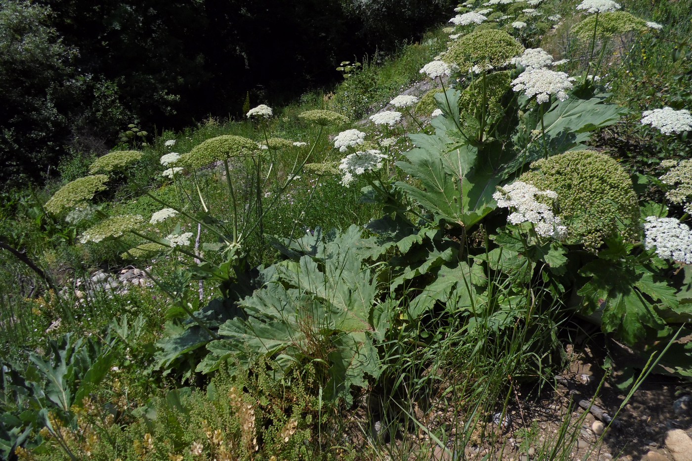 Image of Heracleum stevenii specimen.