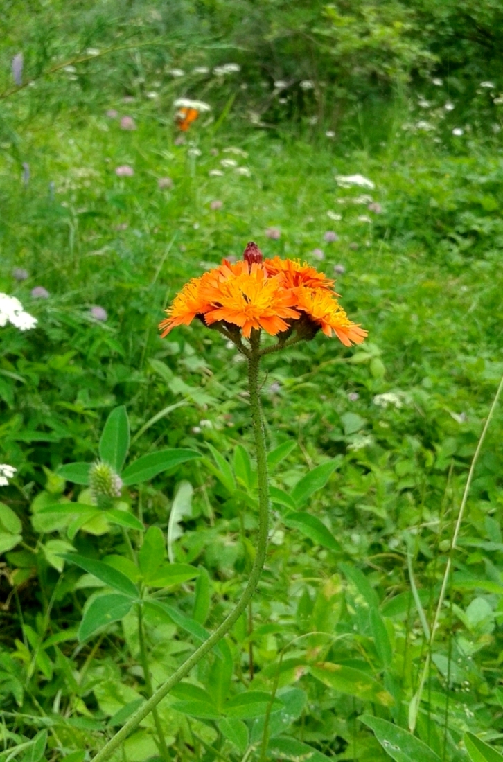 Image of Pilosella aurantiaca specimen.