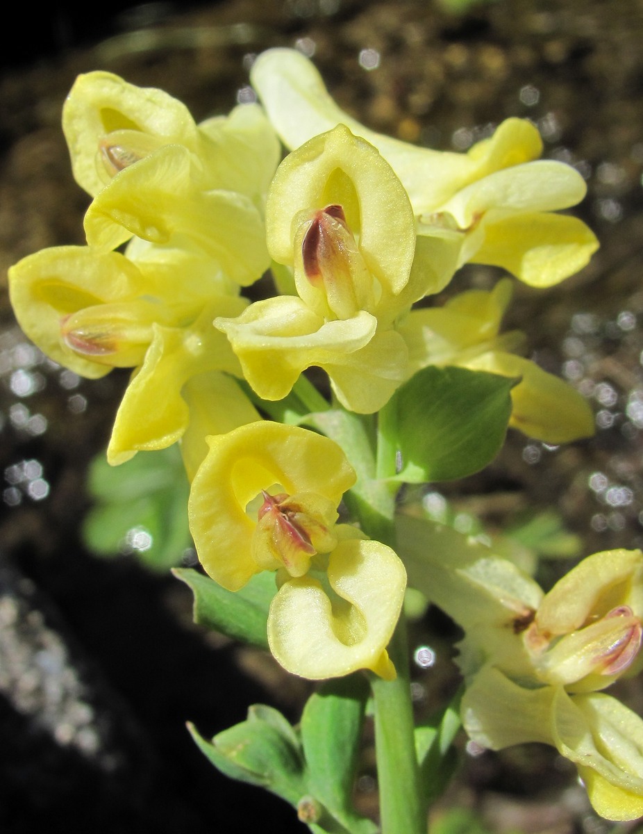 Изображение особи Corydalis portenieri.