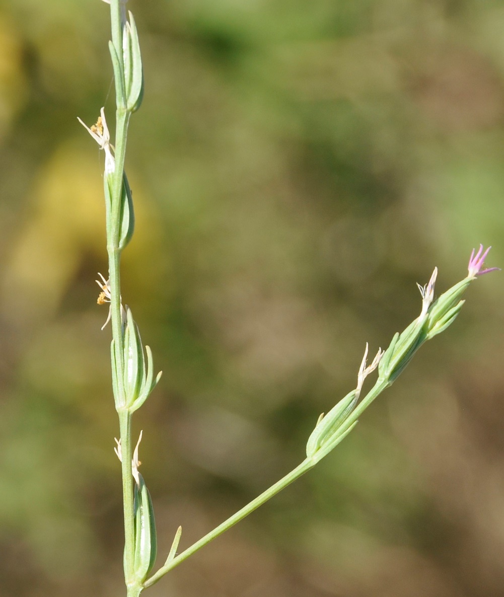 Изображение особи Centaurium spicatum.