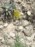 genus Tragopogon. Верхушка цветущего растения. Дагестан, Левашинский р-н, окр. с. Цудахар, каменистый склон. 1 июня 2019 г.