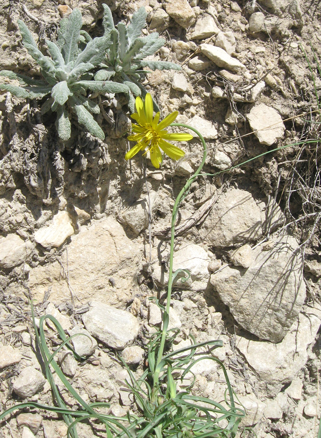 Изображение особи род Tragopogon.