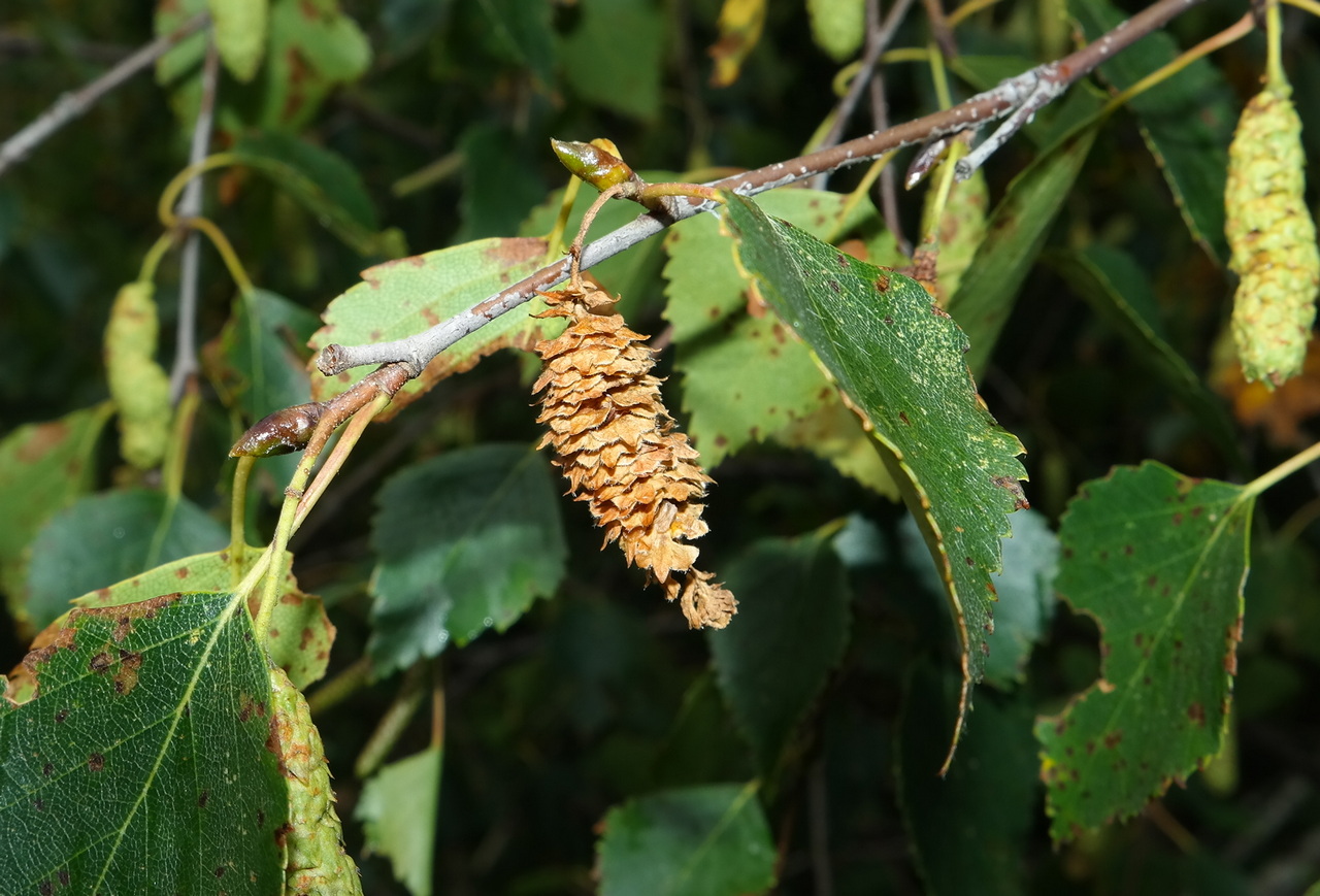 Image of genus Betula specimen.