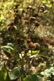 Inula helenium