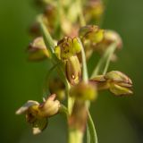 Dactylorhiza viridis. Часть соцветия. Краснодарский край, Мостовский р-н, окр. пос. Узловой, ю.-в. склон горы Асбестная, субальпийский луг. 15.06.2019.