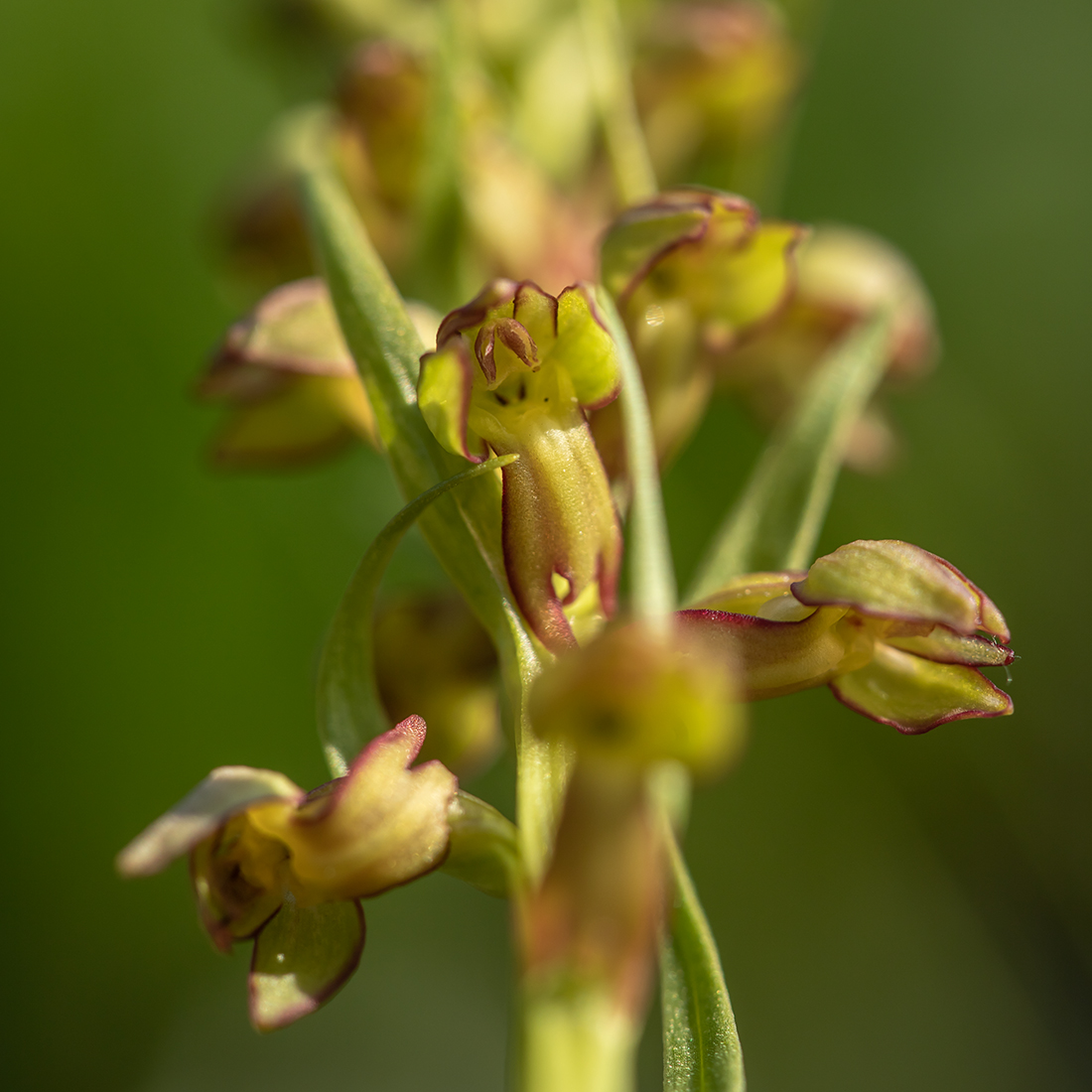 Image of Dactylorhiza viridis specimen.