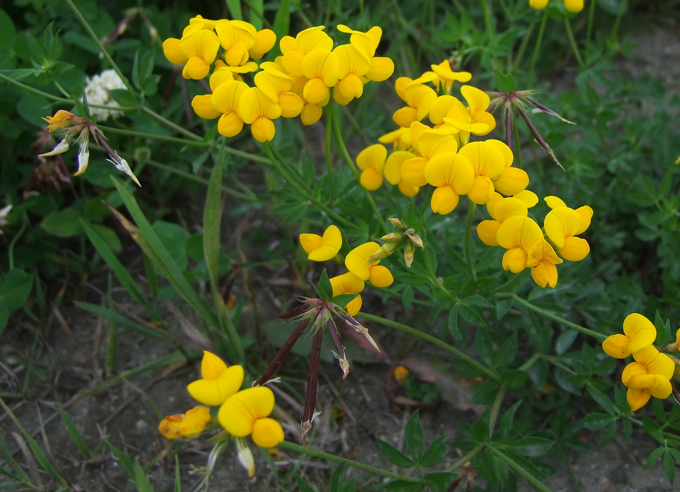 Изображение особи Lotus corniculatus.