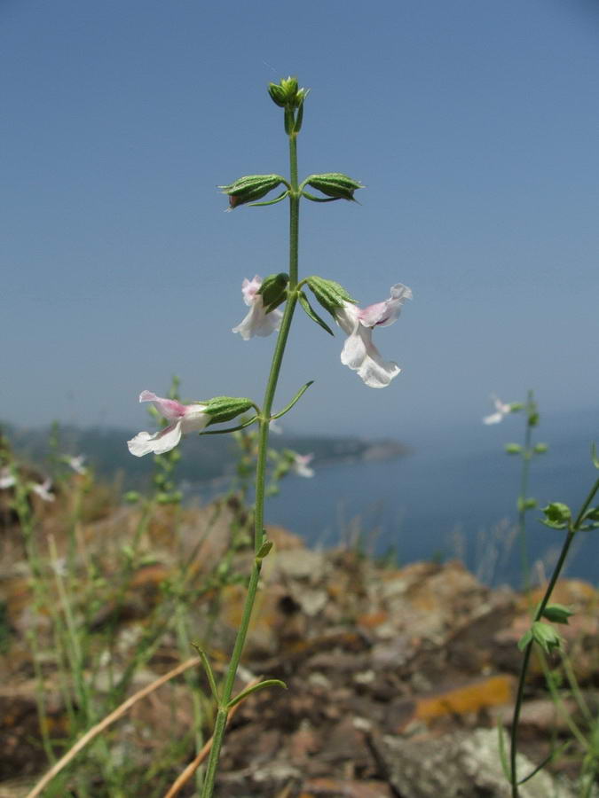 Image of Stachys angustifolia specimen.