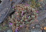 Oxytropis tragacanthoides