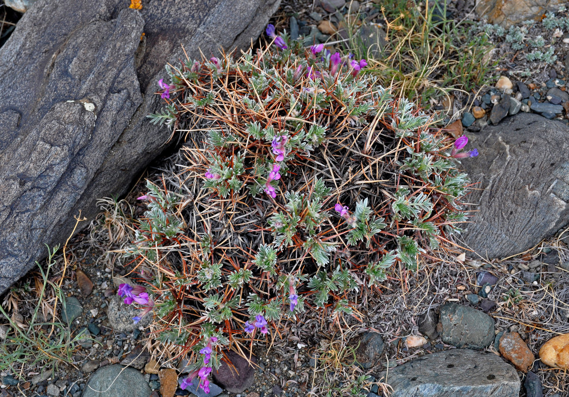 Изображение особи Oxytropis tragacanthoides.