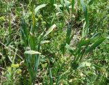 Allium amblyophyllum