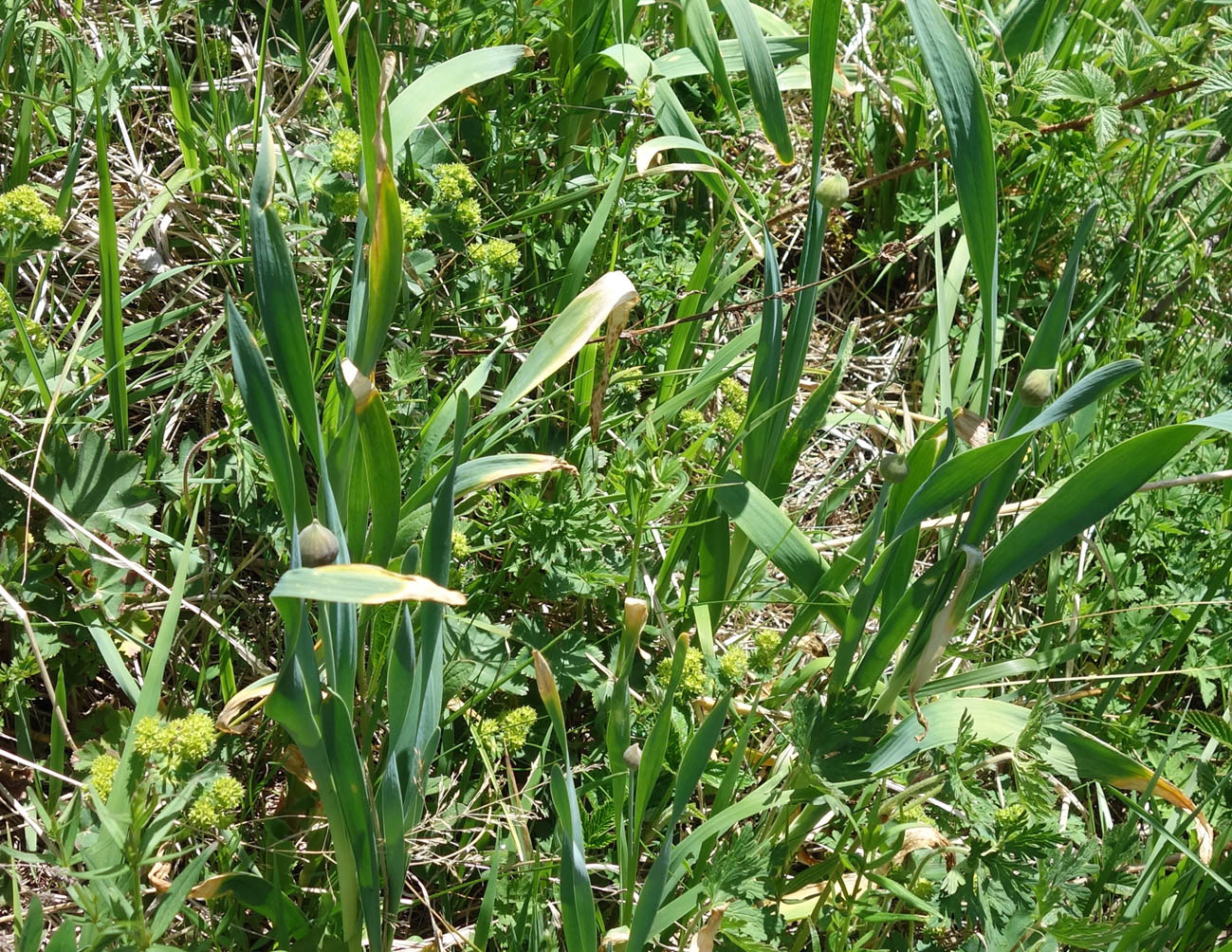 Image of Allium amblyophyllum specimen.