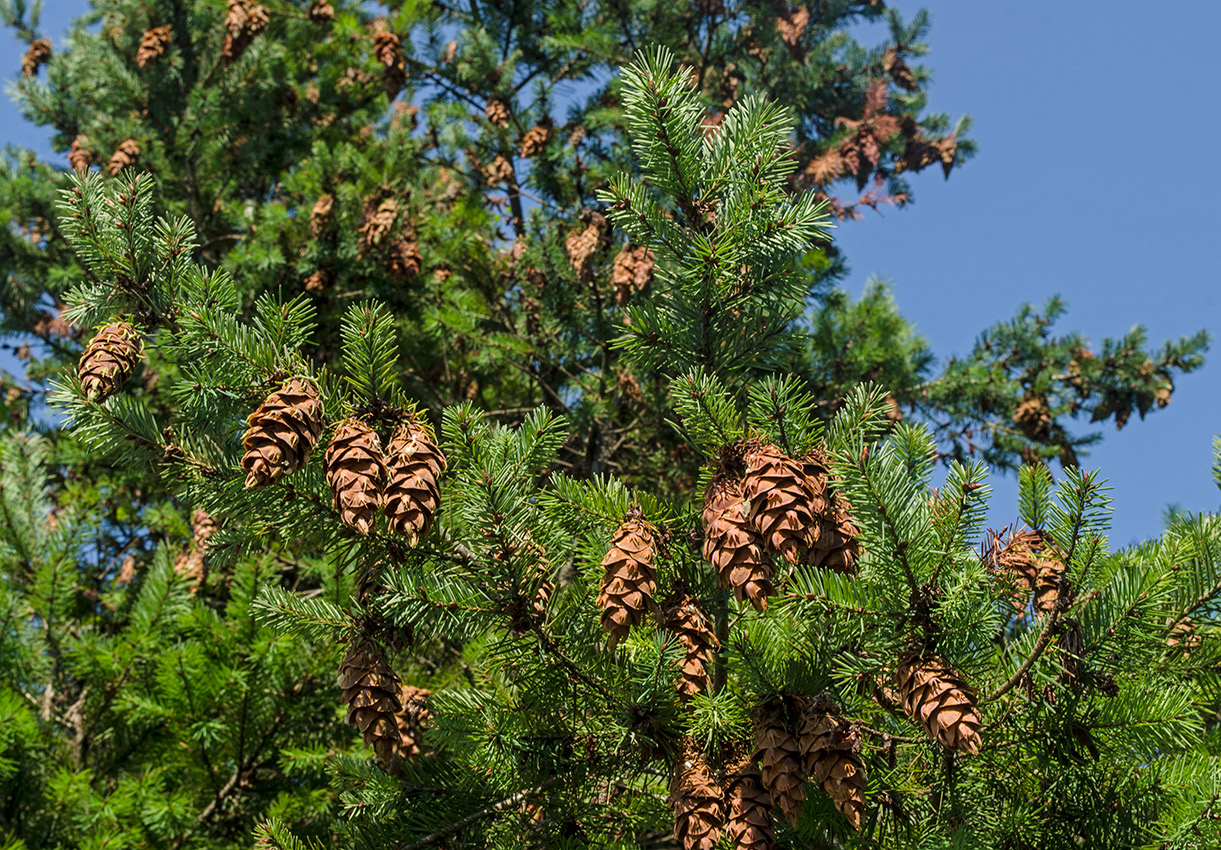 Изображение особи Pseudotsuga menziesii.