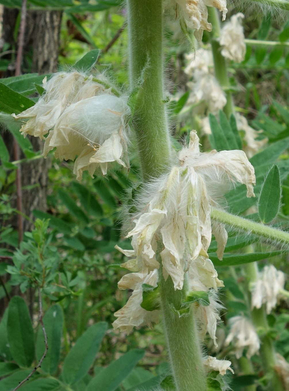 Изображение особи Astragalus sieversianus.