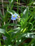 Myosotis palustris. Часть побега с соцветиями. Свердловская обл., окр. г. Североуральск, перевал через хребет Еловая Грива, берег ручья вдоль дороги, смешанный лес. 29.06.2010.