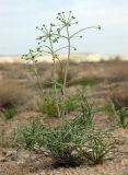 Ferula karelinii