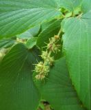 Corylopsis sinensis