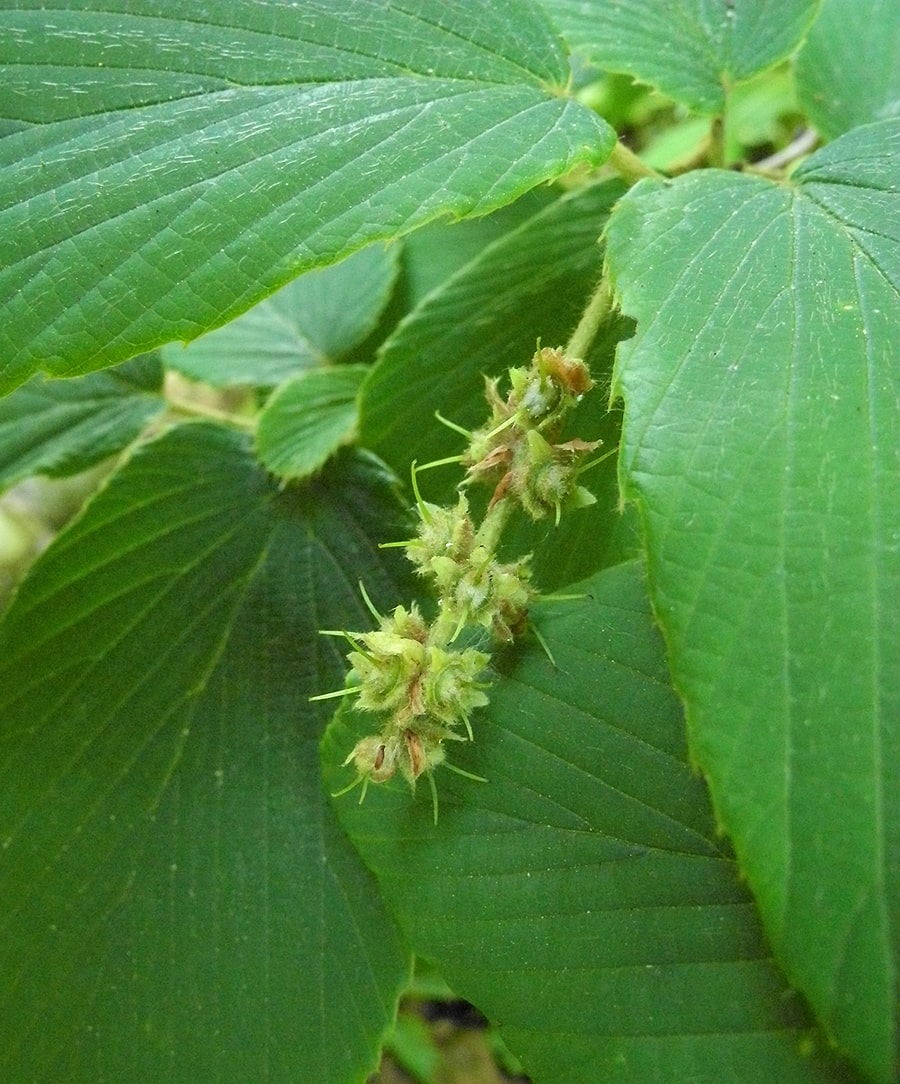 Изображение особи Corylopsis sinensis.