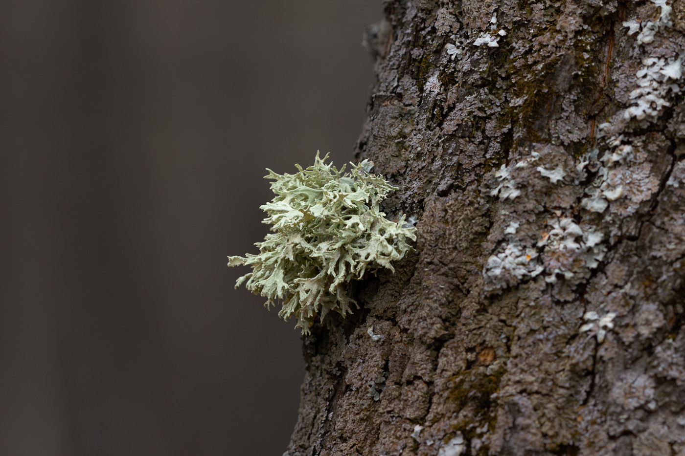 Изображение особи Evernia prunastri.