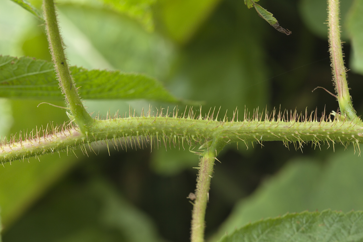 Image of Rubus komarovii specimen.