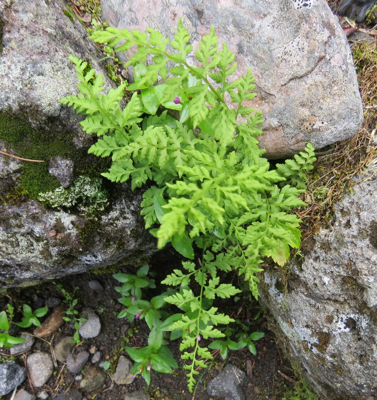 Изображение особи Cystopteris fragilis.