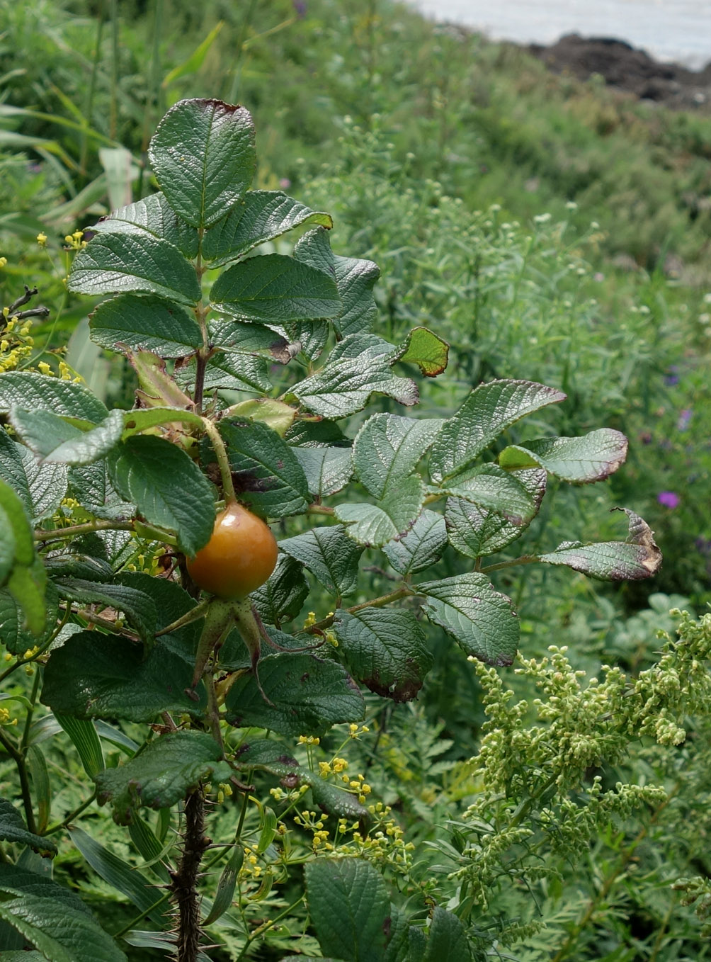 Изображение особи Rosa rugosa.