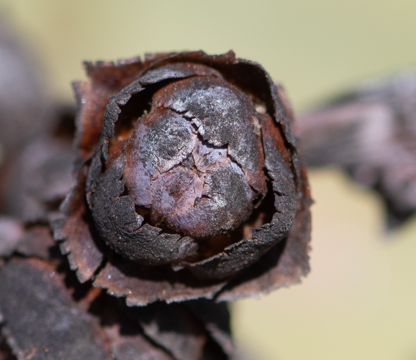 Image of Welwitschia mirabilis specimen.