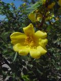 Image of taxon representative. Author is Владимир Эпиктетов