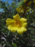 Rosa platyacantha