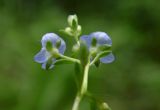 Veronica beccabunga