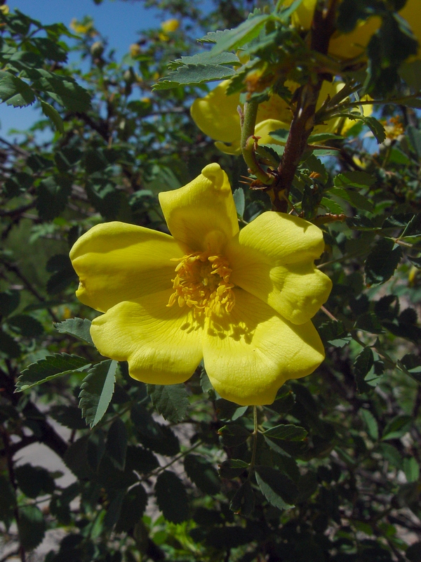 Image of Rosa platyacantha specimen.