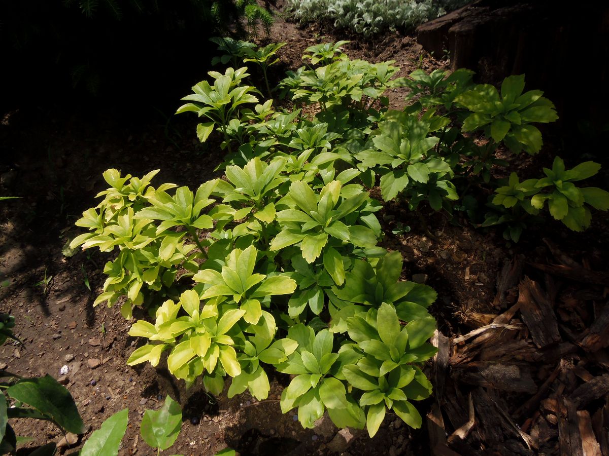 Изображение особи Pachysandra terminalis.