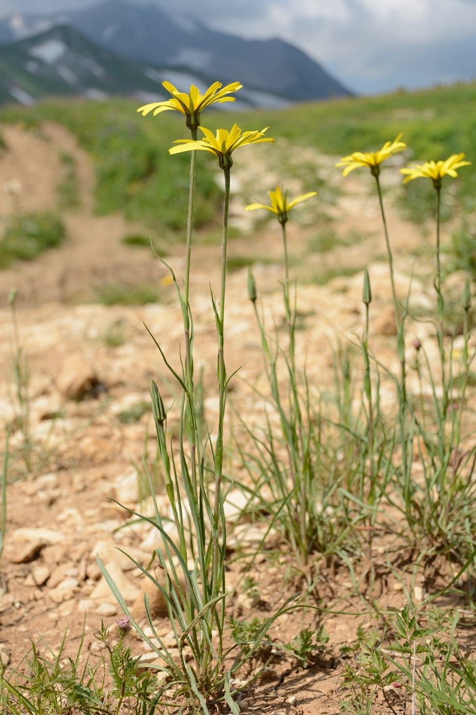 Изображение особи Tragopogon filifolius.