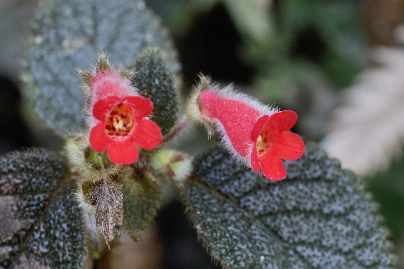 Image of Kohleria villosa specimen.