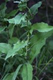 Hieracium reticulatum