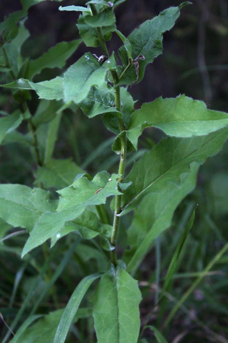 Изображение особи Hieracium reticulatum.