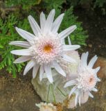 Argyranthemum frutescens. Соцветие (культивар). Намибия, регион Erongo, г. Свакопмунд, территория гостиницы. 07.03.2020.