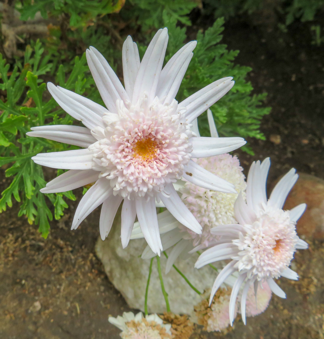 Изображение особи Argyranthemum frutescens.