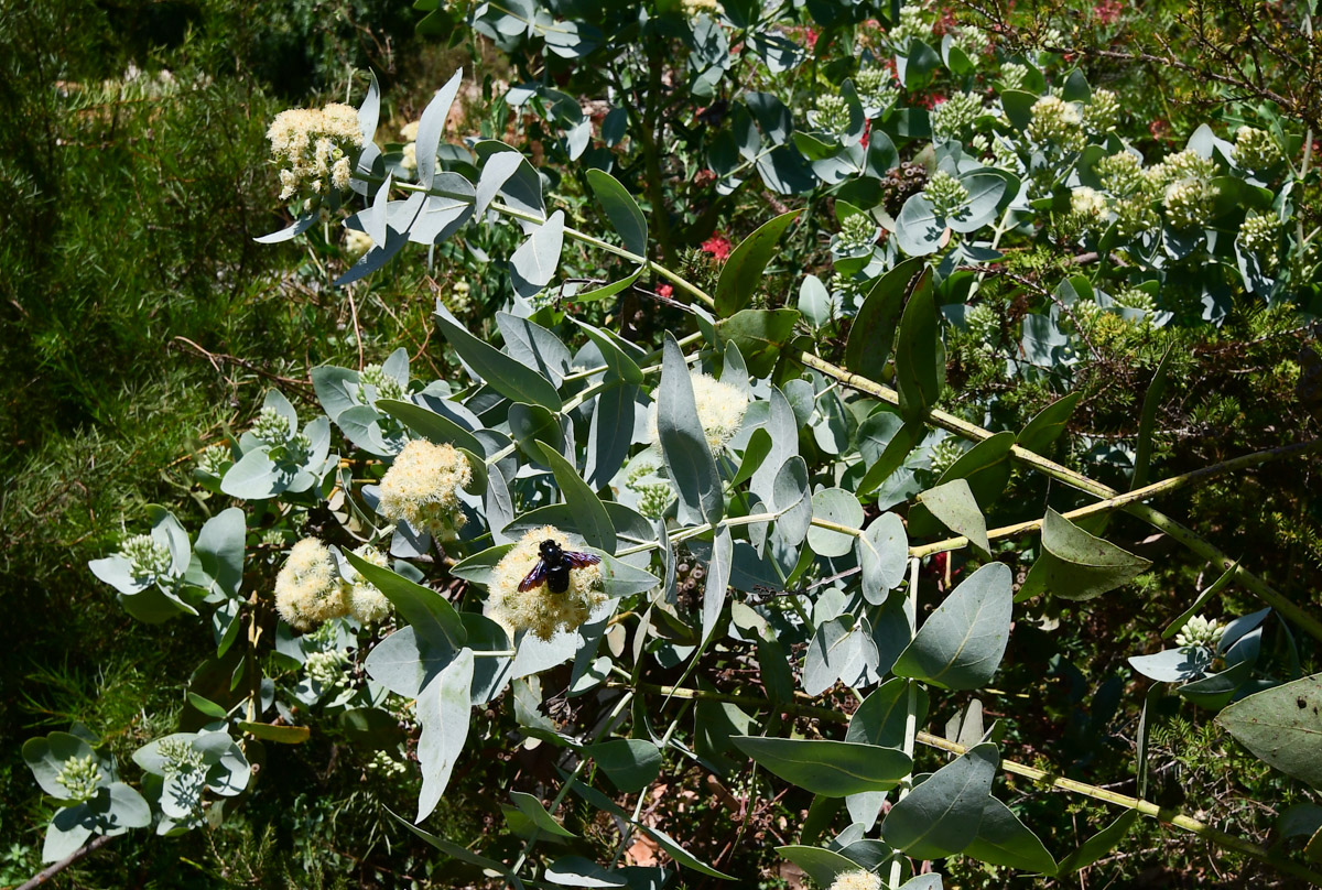 Изображение особи Eucalyptus pruinosa.