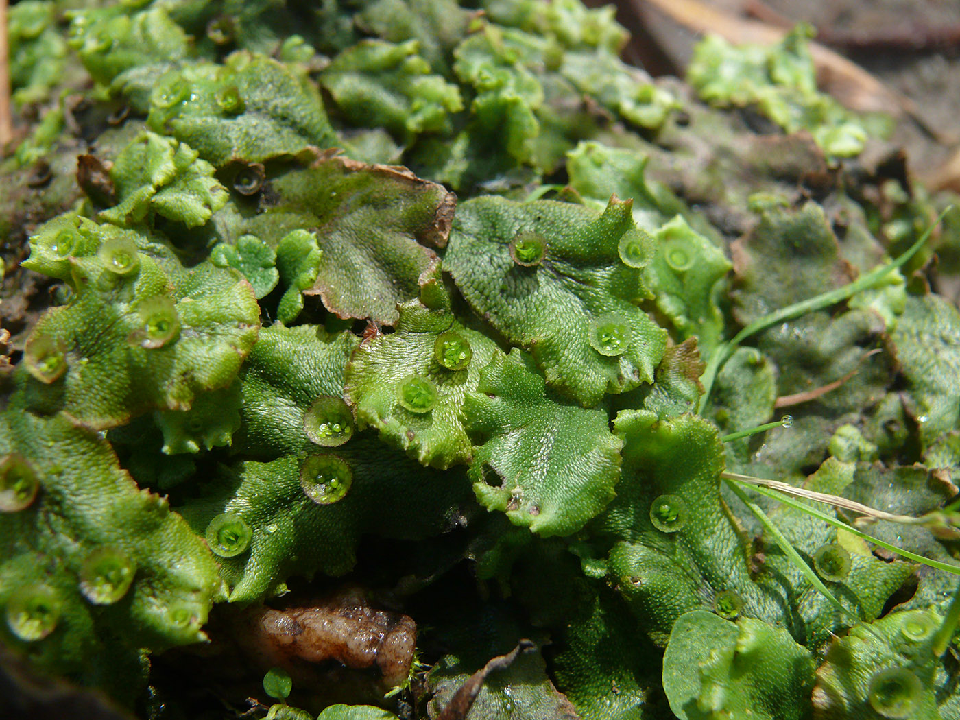 Изображение особи Marchantia polymorpha.