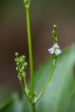genus Alisma