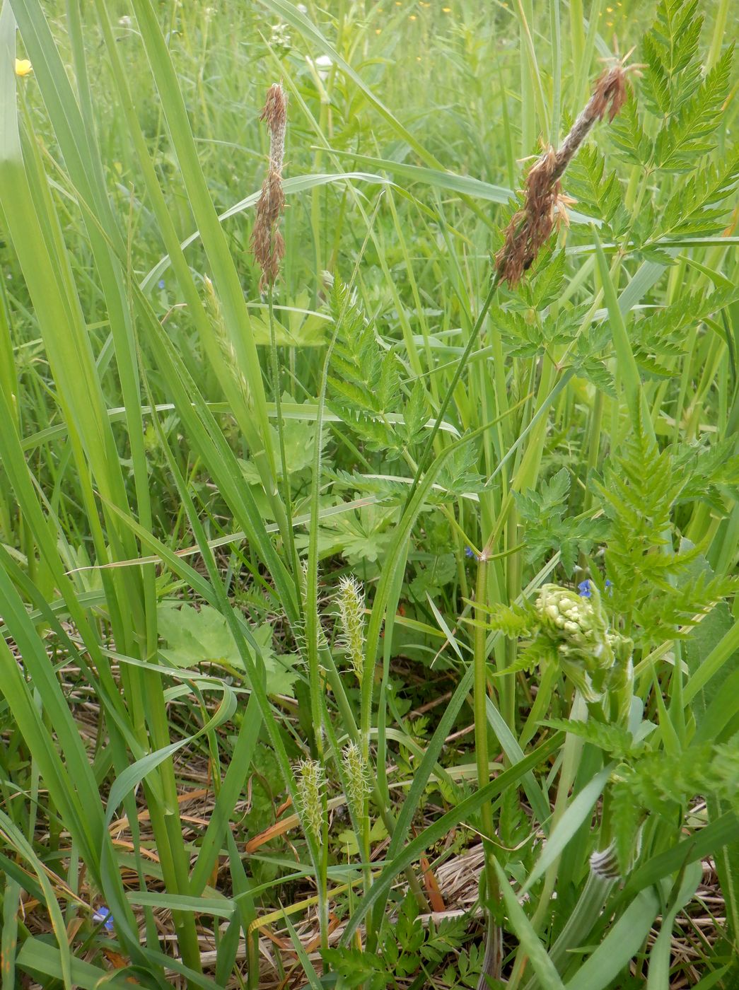 Image of Carex hirta specimen.