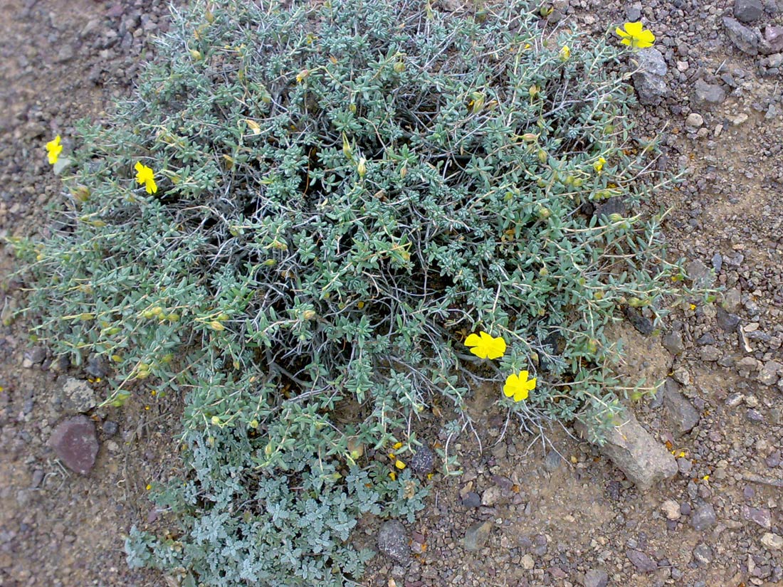 Image of Helianthemum songaricum specimen.