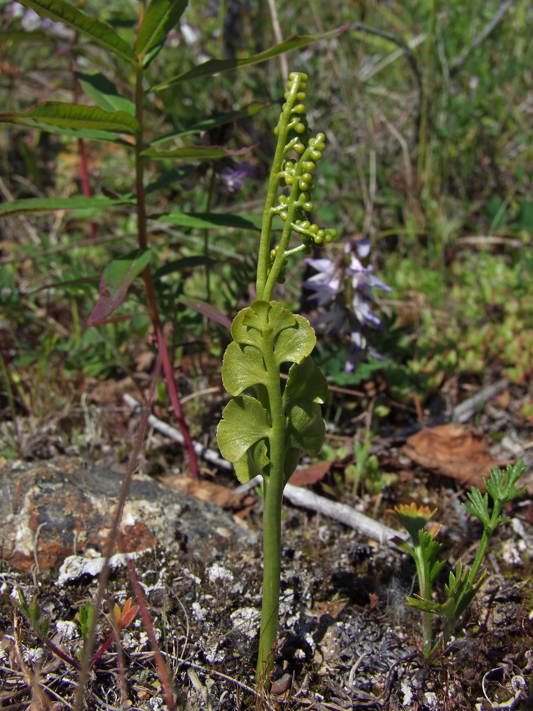 Изображение особи Botrychium lunaria.