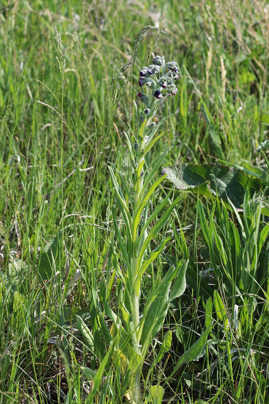 Image of Cynoglossum officinale specimen.
