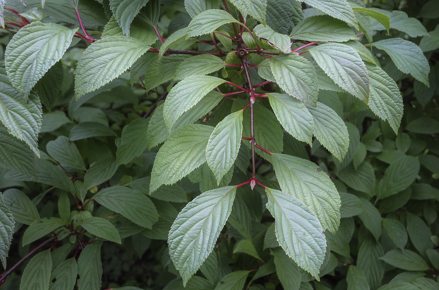 Image of Viburnum farreri specimen.