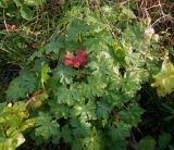 Geranium macrorrhizum