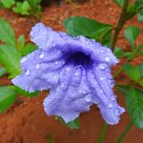 Ruellia tuberosa