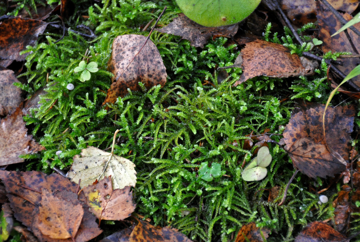 Изображение особи Eurhynchium angustirete.